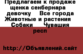 Предлагаем к продаже щенка сенбернара - девочку. - Все города Животные и растения » Собаки   . Чувашия респ.